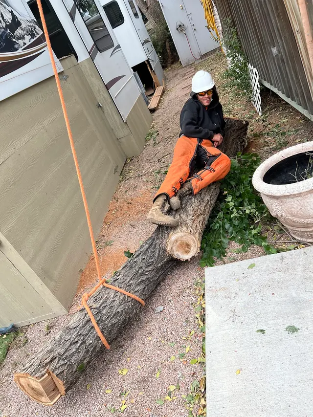 Arbor One Tree Service — photo from the business 9