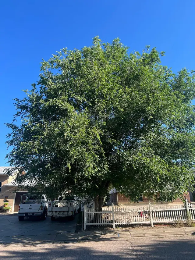 Arbor One Tree Service — photo from the business 3