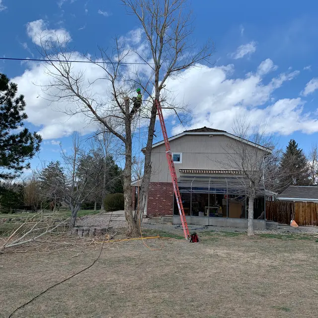 Arbor One Tree Service — photo from the business 10
