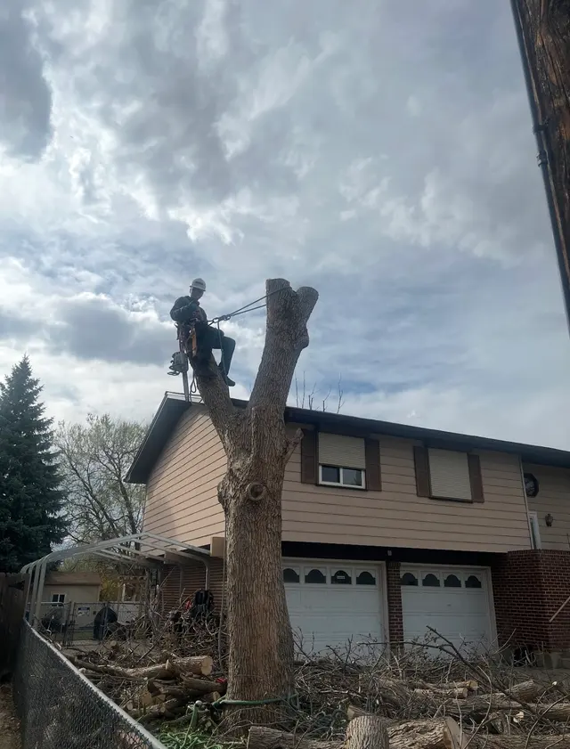 Arbor One Tree Service — customer photo 4