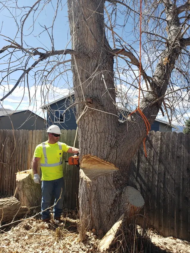 Arbor One Tree Service — photo from the business 7