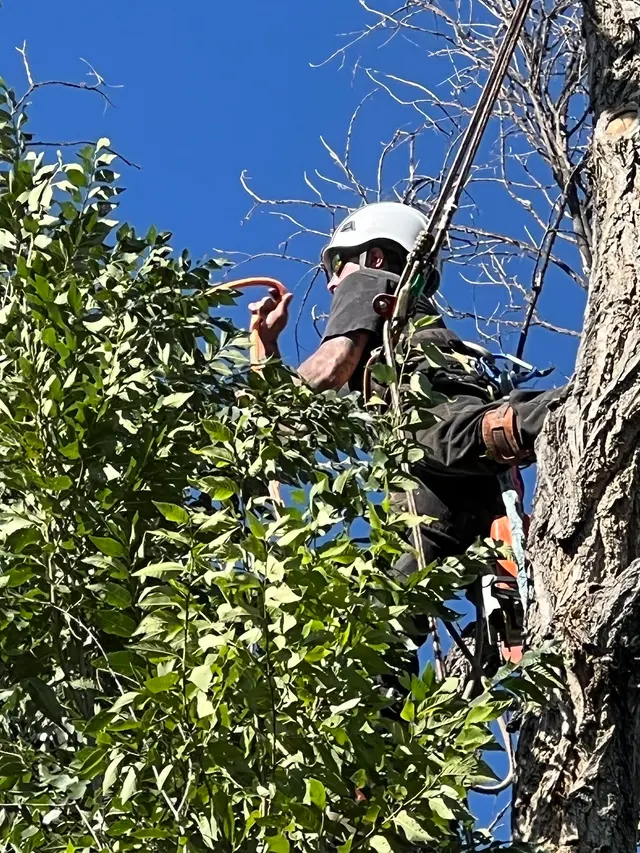 Arbor One Tree Service — photo from the business 8