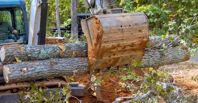 Arbor One Tree Service — photo from the business 2