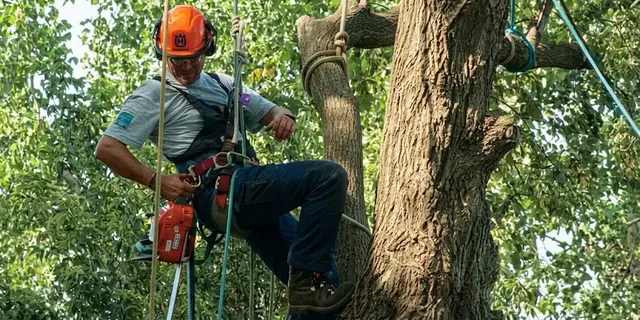 Arbor One Tree Service — photo from the business 5