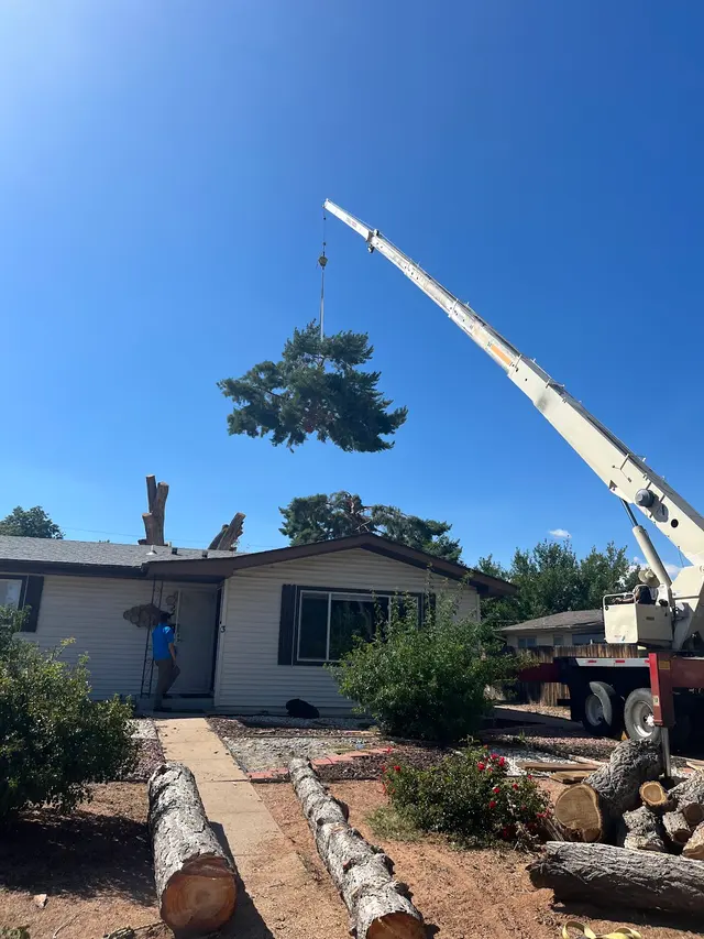 Forrest Tree Service, LLC — photo from the business 7