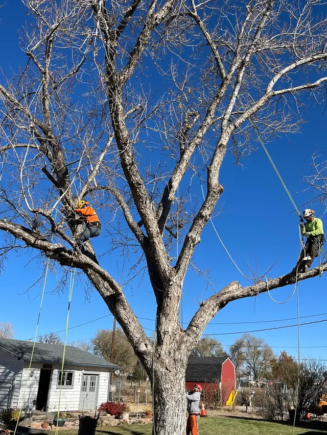 Forrest Tree Service, LLC — photo from the business 3