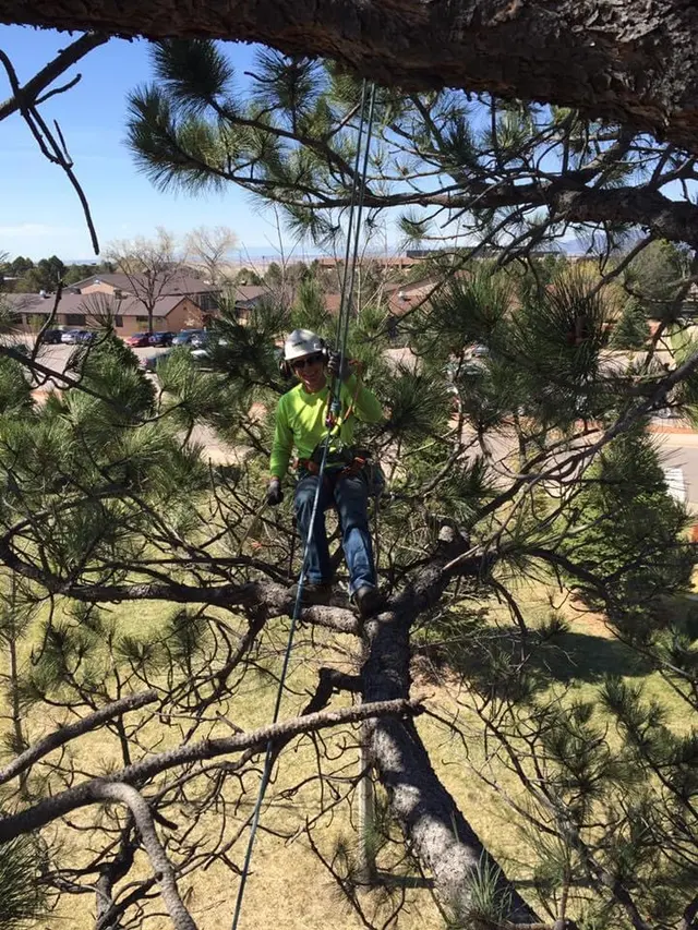 Forrest Tree Service, LLC — photo from the business 5