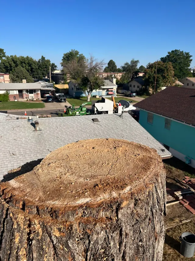 Forrest Tree Service, LLC — photo from the business 10