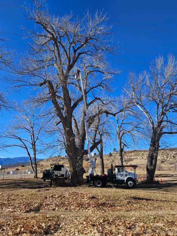 Forrest Tree Service, LLC — photo from the business 4