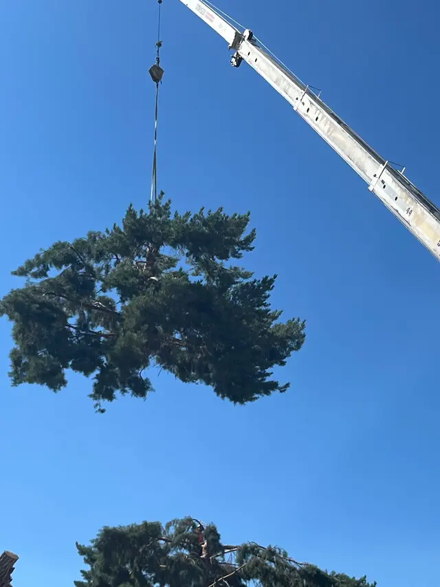 Forrest Tree Service, LLC — photo from the business 12