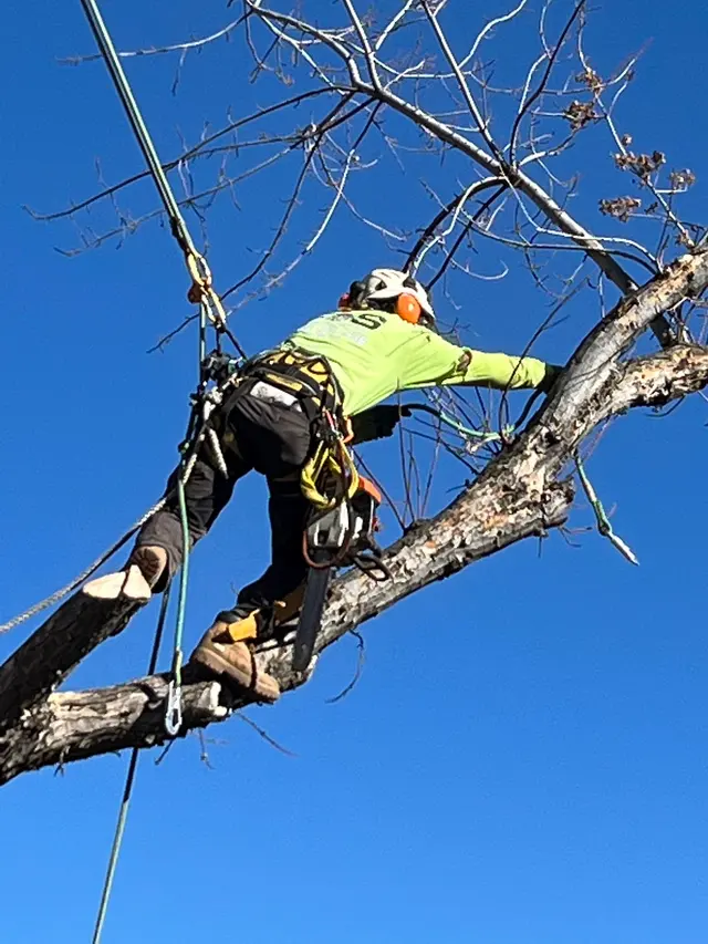 Forrest Tree Service, LLC — photo from the business 2