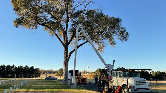 Forrest Tree Service, LLC — photo from the business 1