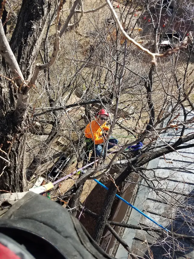 Forrest Tree Service, LLC — photo from the business 8