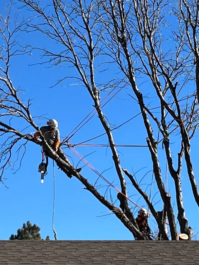 Forrest Tree Service, LLC — photo from the business 6