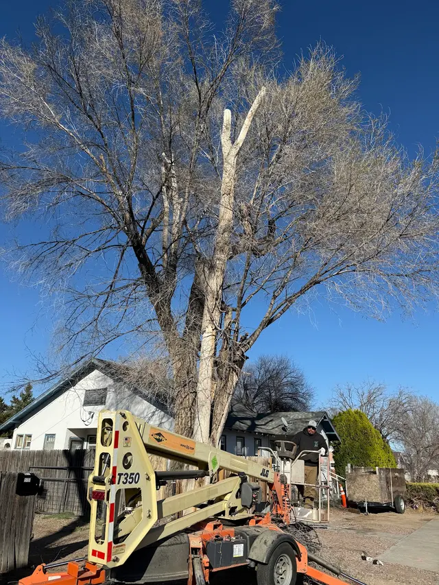 Sandoval Tree Service — photo from the business 3