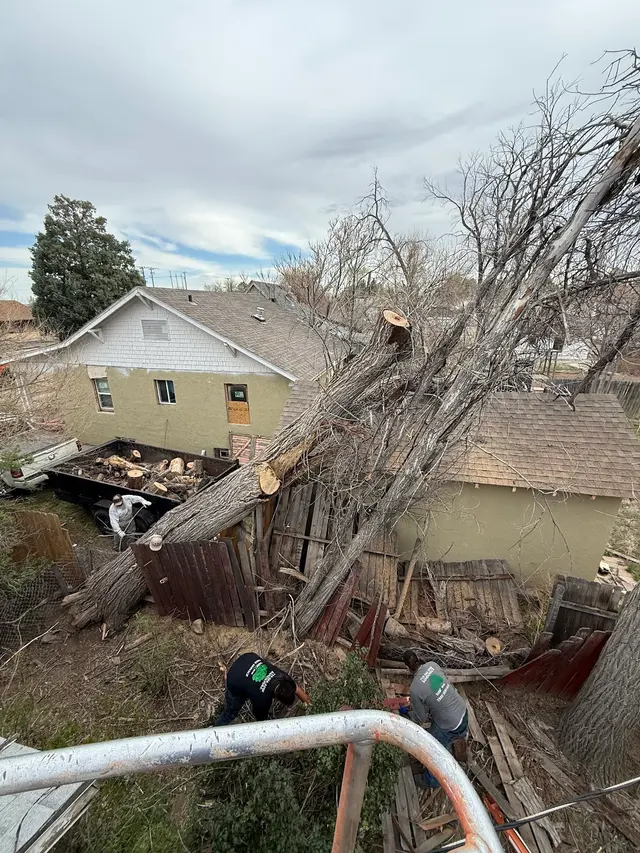 Sandoval Tree Service — photo from the business 10