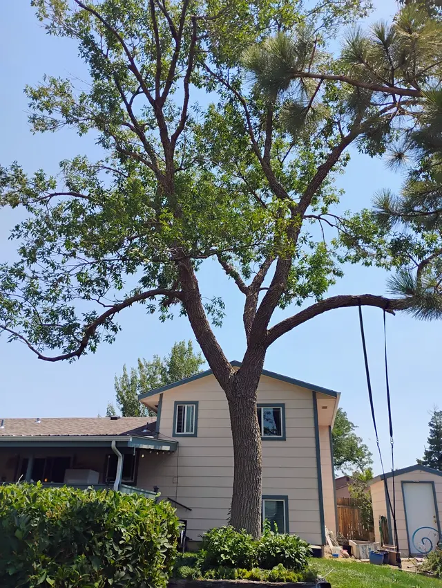 Chucks Tree Service Arborist & Tree Surgeon aka woodchuck. — photo from the business 5