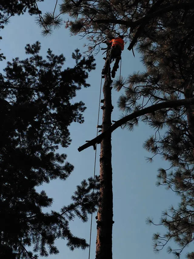 Chucks Tree Service Arborist & Tree Surgeon aka woodchuck. — photo from the business 1