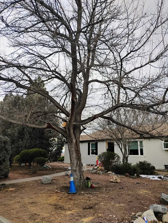 Chucks Tree Service Arborist & Tree Surgeon aka woodchuck. — photo from the business 3