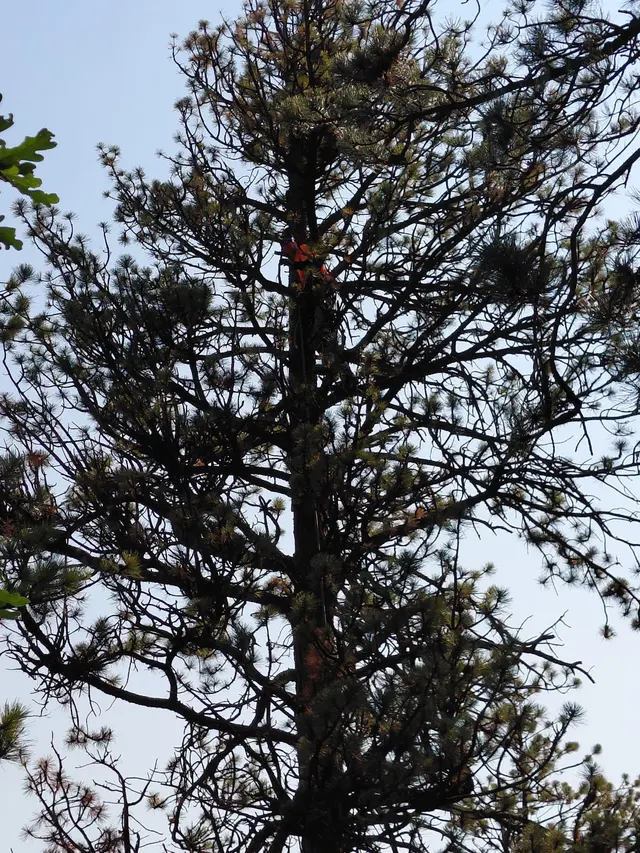 Chucks Tree Service Arborist & Tree Surgeon aka woodchuck. — photo from the business 10