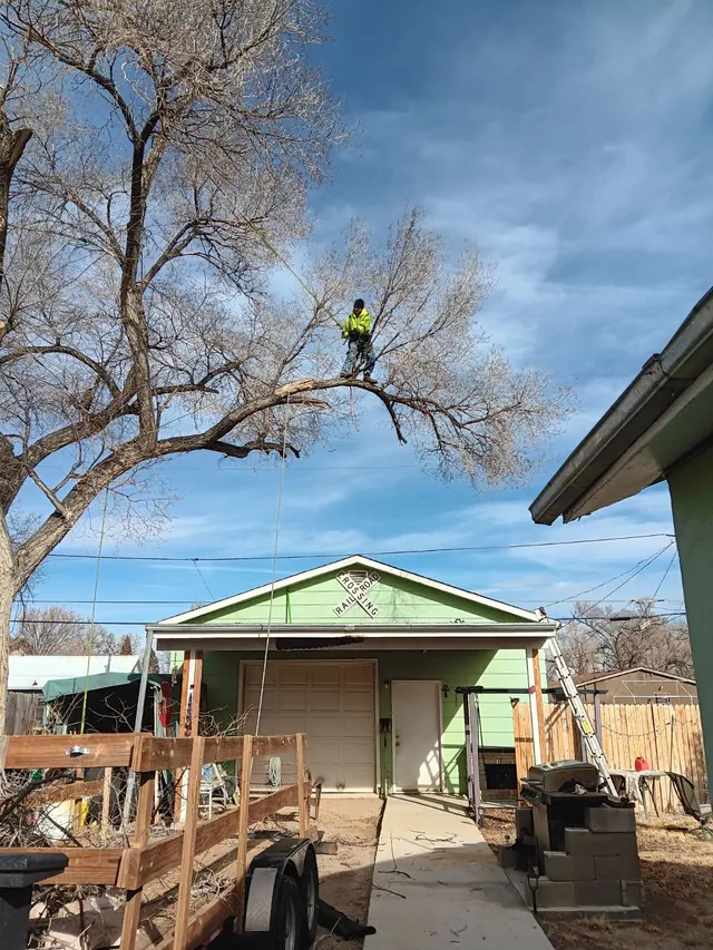 Chucks Tree Service Arborist & Tree Surgeon aka woodchuck. — photo from the business 8