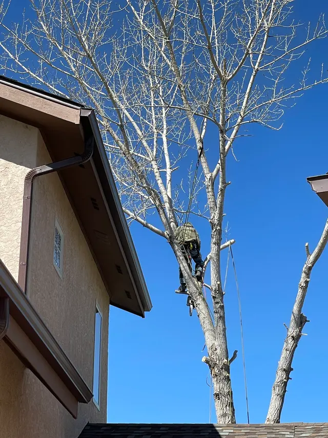 Chucks Tree Service Arborist & Tree Surgeon aka woodchuck. — customer photo 9