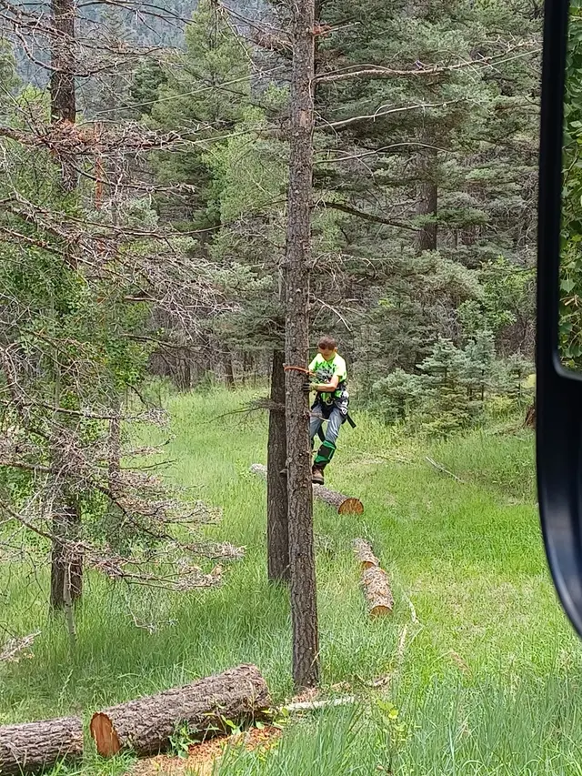 Chucks Tree Service Arborist & Tree Surgeon aka woodchuck. — photo from the business 11