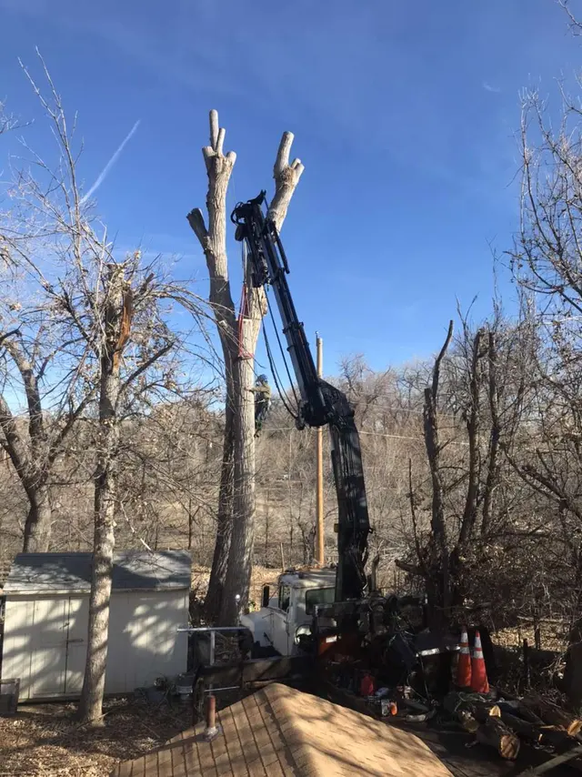 Chucks Tree Service Arborist & Tree Surgeon aka woodchuck. — photo from the business 6