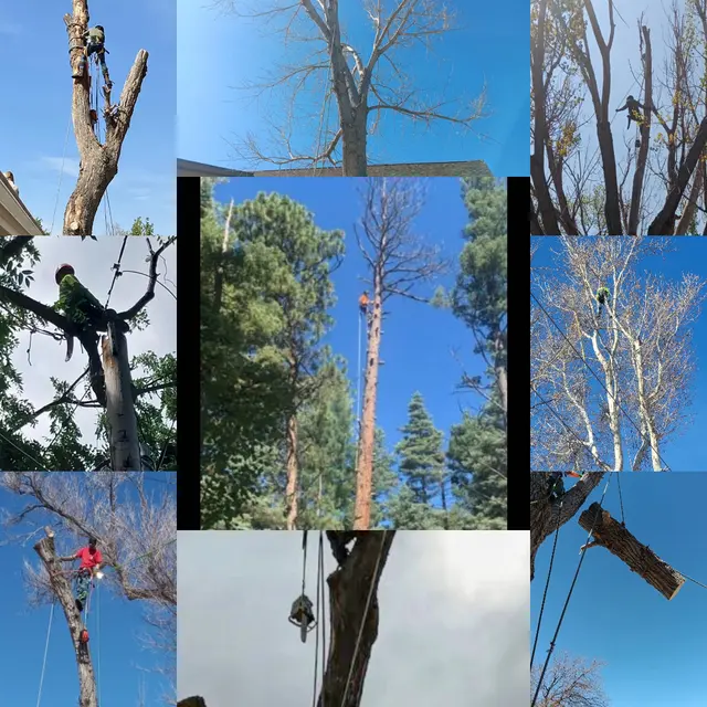 Chucks Tree Service Arborist & Tree Surgeon aka woodchuck. — photo from the business 2