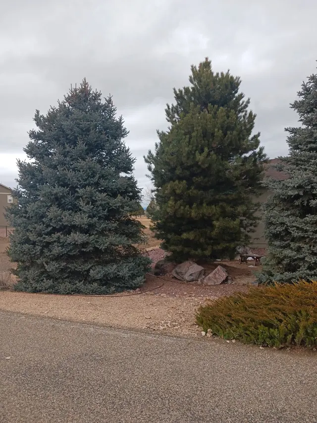 Chucks Tree Service Arborist & Tree Surgeon aka woodchuck. — photo from the business 7