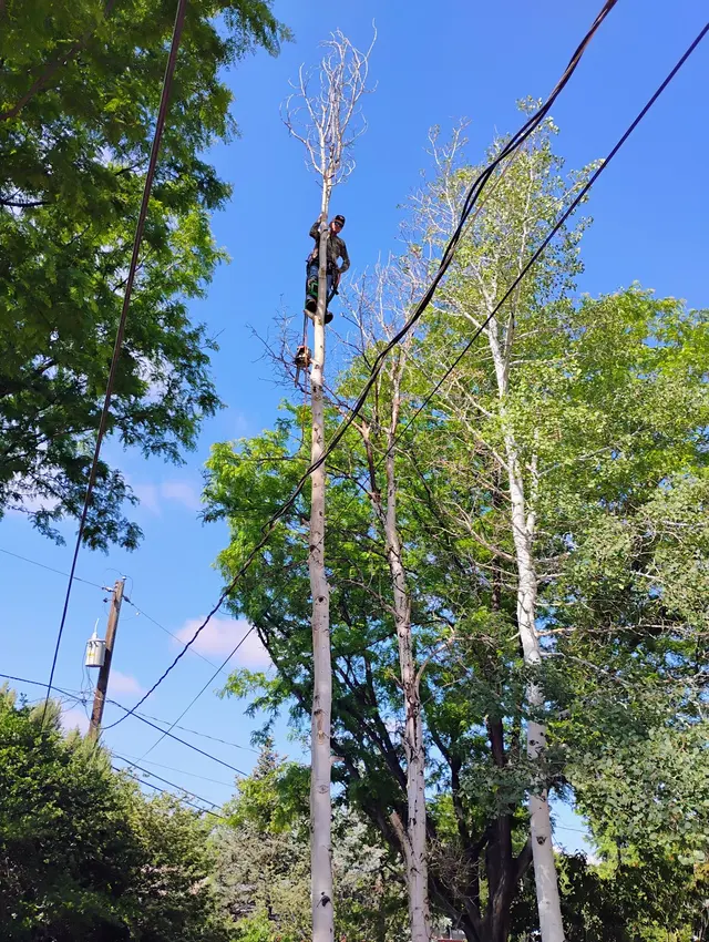 Chucks Tree Service Arborist & Tree Surgeon aka woodchuck. — photo from the business 12
