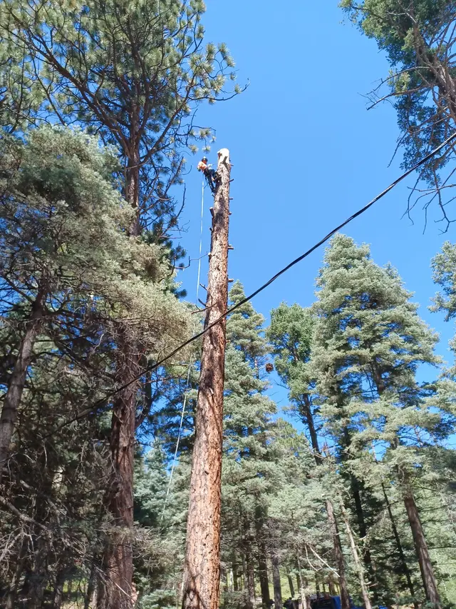 Chucks Tree Service Arborist & Tree Surgeon aka woodchuck. — photo from the business 4