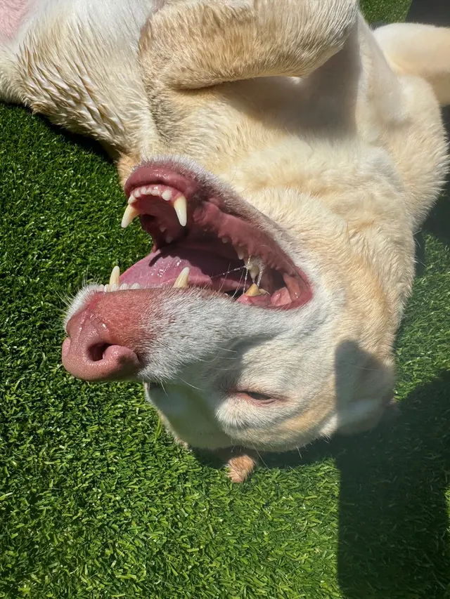 The Pawms Pet Resort - Huntsville — photo from the business 9