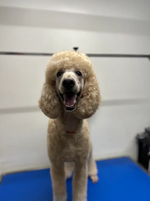 The Pawms Pet Resort - Huntsville — photo from the business 12