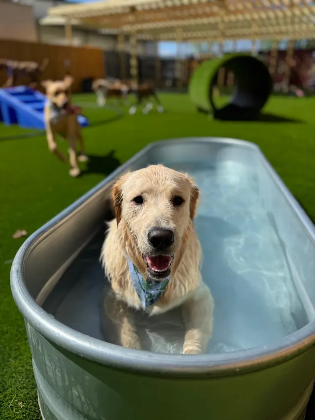 The Pawms Pet Resort - Huntsville — photo from the business 11