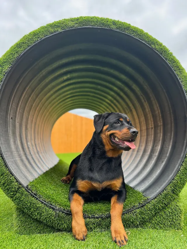 The Pawms Pet Resort - Huntsville — photo from the business 3