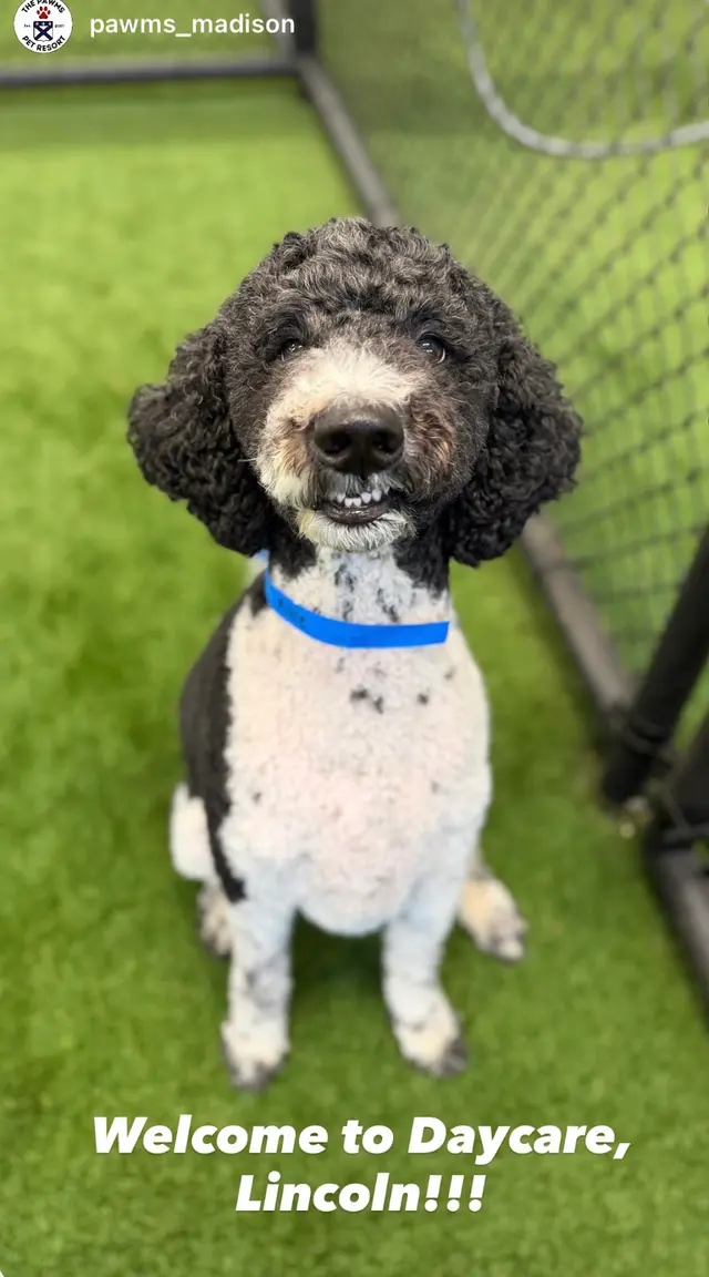Customer photo of work by The Pawms Pet Resort - Huntsville, from Reagan T's review