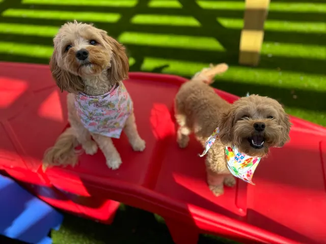 The Pawms Pet Resort - Huntsville — photo from the business 4