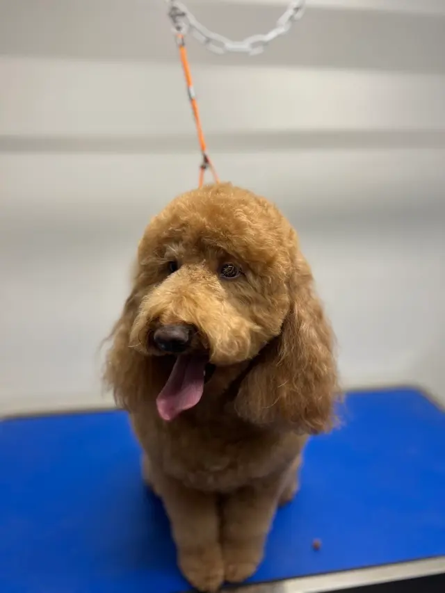 The Pawms Pet Resort - Huntsville — photo from the business 1