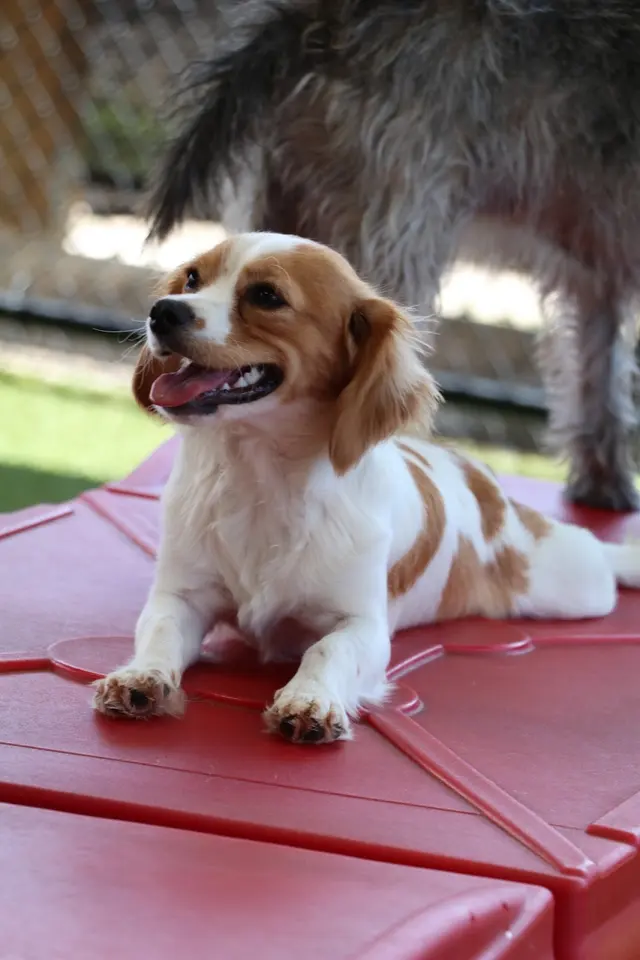 The Pawms Pet Resort - Huntsville — photo from the business 8