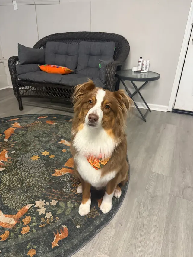 Customer photo of work by Grooming by Morgan Bailey, from Rae Reeves's review