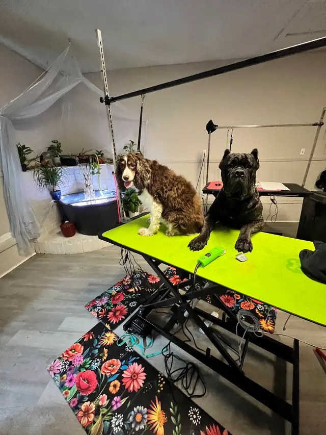 Grooming by Morgan Bailey — photo from the business 3