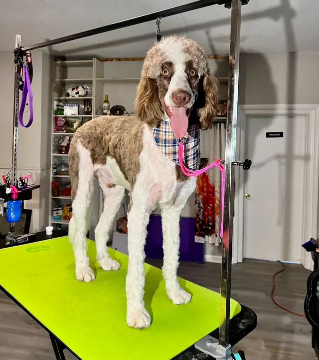 Grooming by Morgan Bailey — photo from the business 4