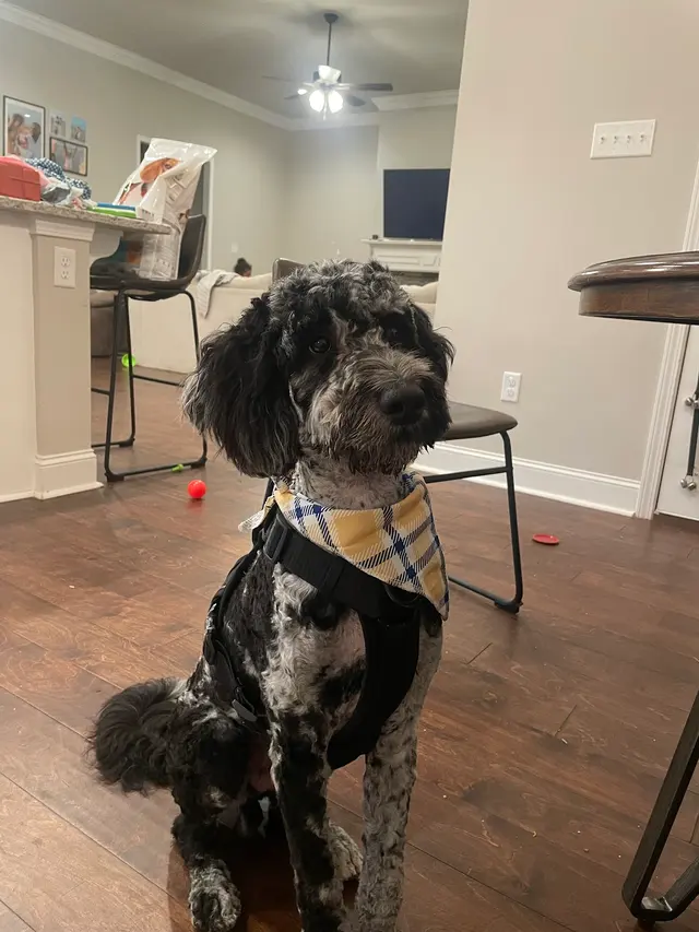Grooming by Morgan Bailey — customer photo 7