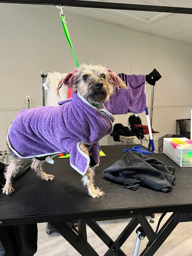 Grooming by Morgan Bailey — photo from the business 9