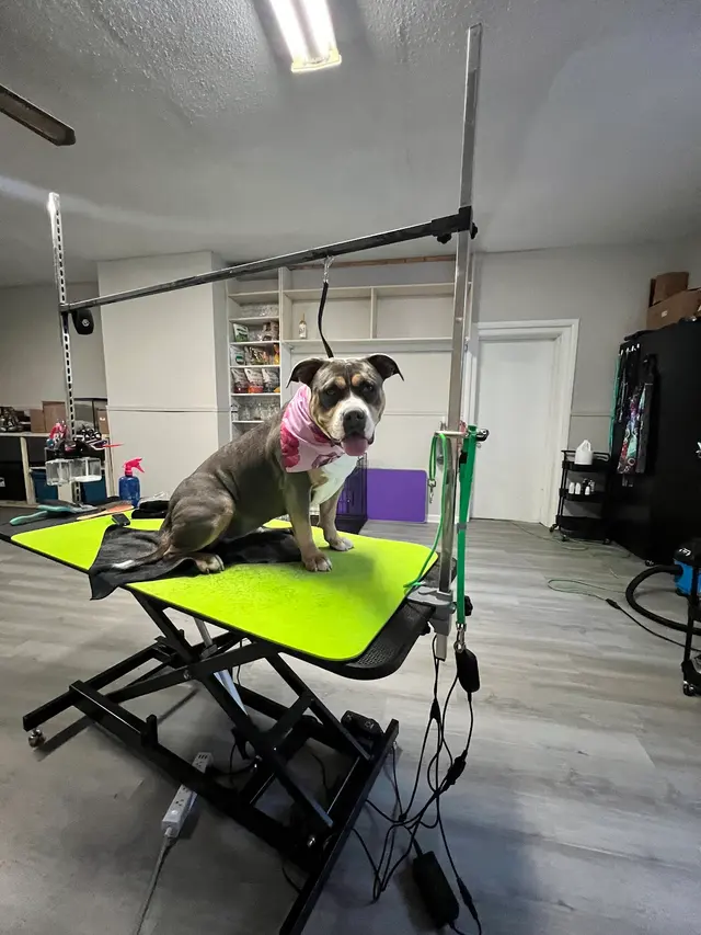 Customer photo of work by Grooming by Morgan Bailey, from Eric Knowles's review