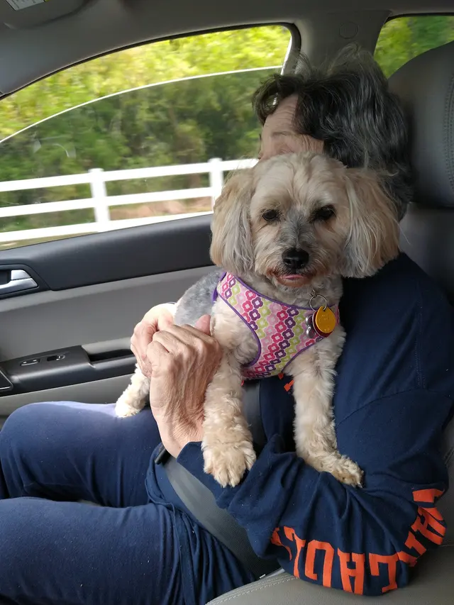 Customer photo of work by Monrovia Pet Boarding & Grooming, from donna collier's review