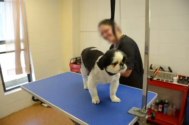 Monrovia Pet Boarding & Grooming — customer photo 7