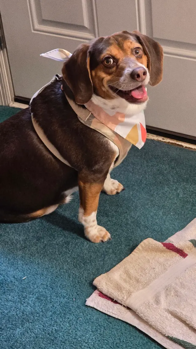Monrovia Pet Boarding & Grooming — customer photo 4