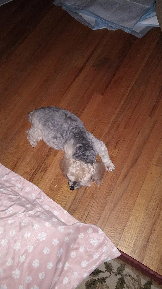 Customer photo of work by Monrovia Pet Boarding & Grooming, from donna collier's review